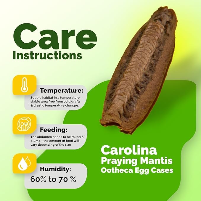 Carolina Praying Mantis Egg Cases Hatching Habitat Cup (Ten Egg Cases) - Beneficial for Stem Education and Gardening Approximately 50 to 200 Baby Nymphs Praying mantises