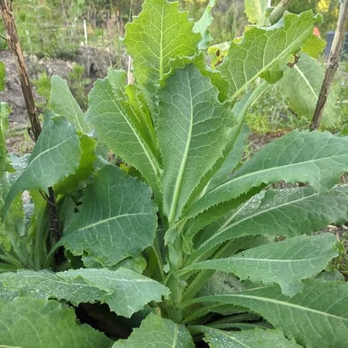 Wild Lettuce Seedling Wild Lettuce Live Plant in 4-Inch Pot from 6 to 9 Inch Height for Indoor Outdoor Gardens