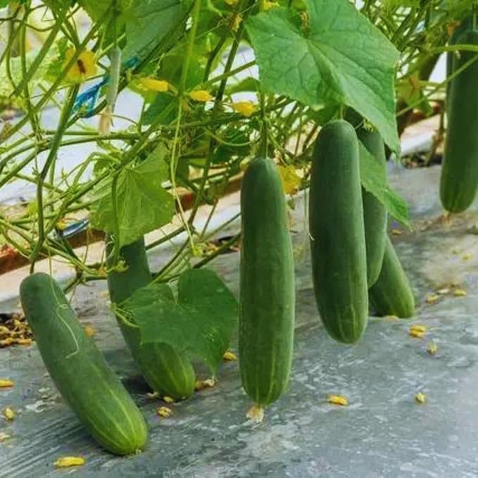 2 Green Cucumber Plants Live 4 Inches Pot Live Cucumber Plants from 3 to 5 Inches Long Cucumber Starter Plants Cucumber Live Plants for Garden