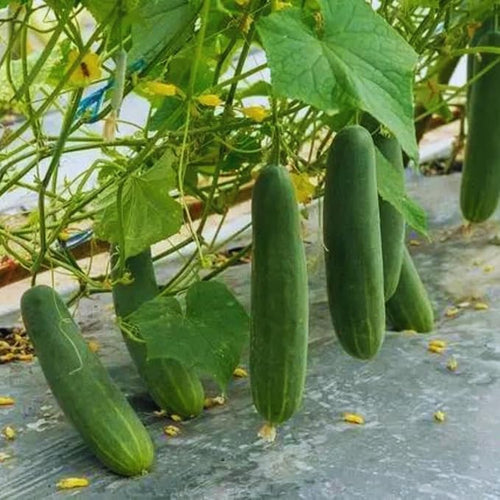 2 Green Cucumber Plants Live 4 Inches Pot Live Cucumber Plants from 3 to 5 Inches Long Cucumber Starter Plants Cucumber Live Plants for Garden