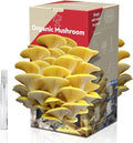 inbloom Organic Golden Oyster Mushroom Growing Kit with Spray Harvest Fresh Mushrooms at Home Beginner Friendly &amp Easy to Use Unique Gardening Gift for Holiday Handmade in New Jersey USA
