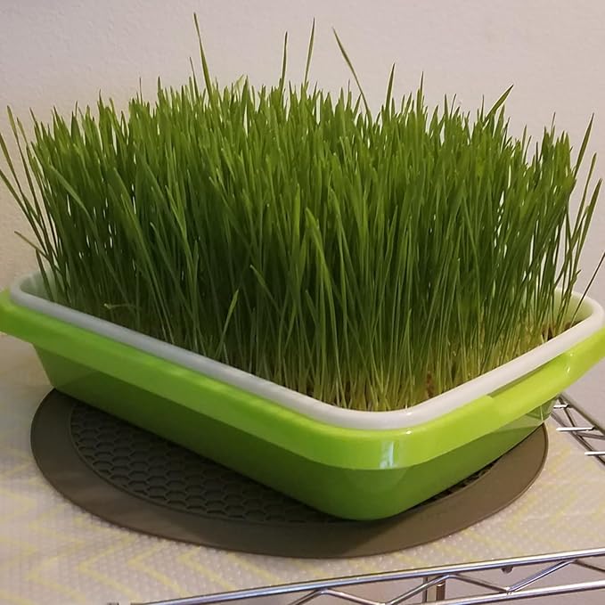 8 Pack Seed Sprouter Tray BPA Free Big Capacity Seed Germination Tray Healthy Wheatgrass Seeds Grower with Lid for Growing Bean Sprouts Cat Grass Wheat Grass Mung Beans