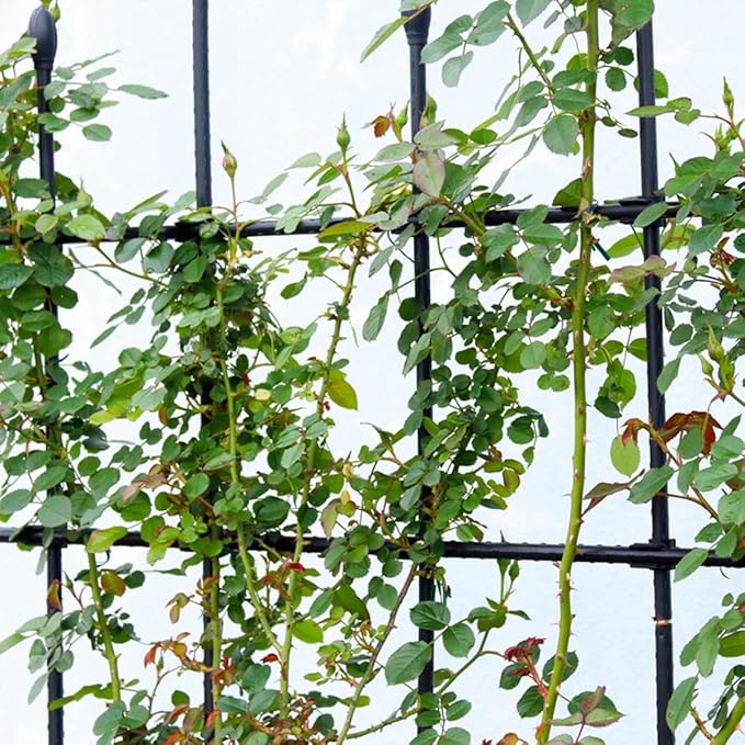 Garden Trellis And Tomato Cages Plant Supports Plant Trellis For Climbing Plants Indoor Outdoor Plant Cages For Flower Vegetable Vines Plant Trellis For Potted Plants(Color:BlackSize:120cm/47.2