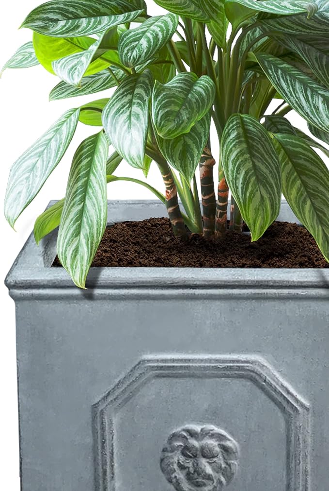 Kante Square Lion Head Concrete Planter Set of 2 Classic English Style Plant Pot with Drainage Hole and Rubber Plug for Indoor Outdoor 10.2x10.2x10.2 and 12.6x12.6x12.6 Antique Gray