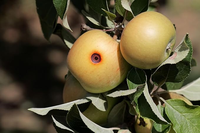 Codling Moth &amp Oriental Fruit Moth Trap (2 Pack 8 Week)