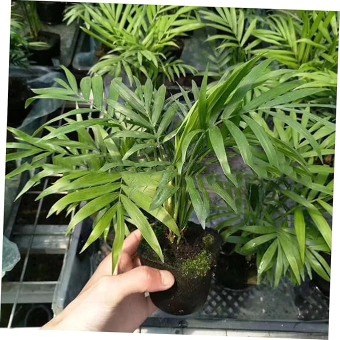 GANAZONO 60pcs Plant Starter Cubes Containers Plant Starter Plugs Potting Soil Peat Moss Blocks Fertilizer Nutrient Blocks