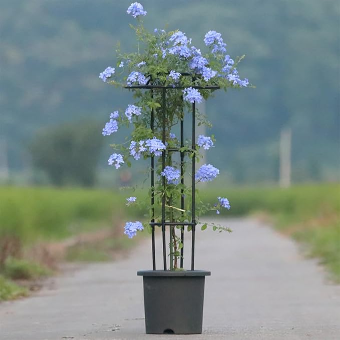 Garden Trellis - Stable Decorative Climbing Plants Support - Support Cage Umbrella Trellis - for Vine Rose Clematis Vegetable Dragon Fruit Cucumber Hydrangeas Jasmine