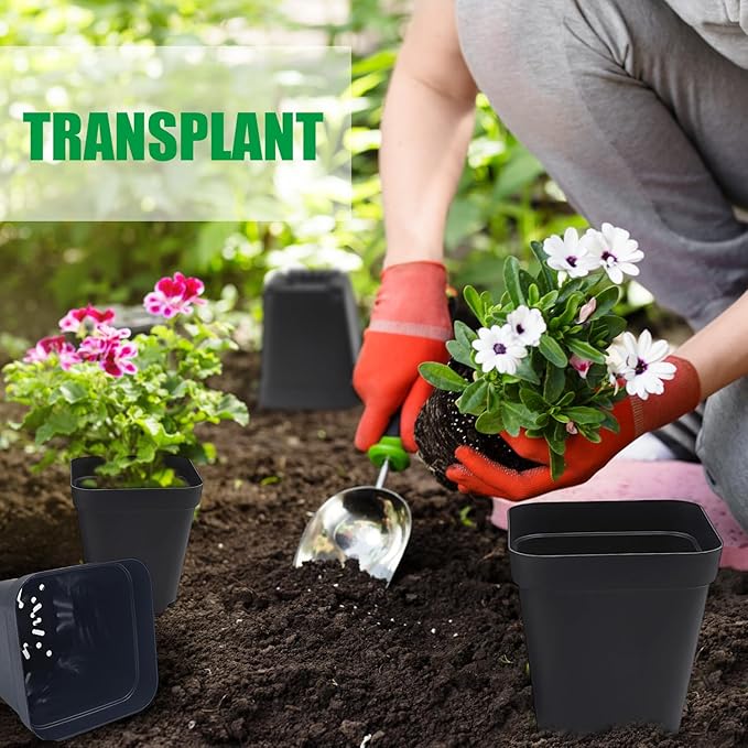Square Nursery pots 4 Inches 60Pcs Seedling Plastic Seeds propogation Growing Pots (Black4Inches60Pcs)