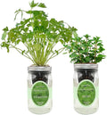 2-Pack Hydroponic Mason Jar Herb Garden Kit Indoor Herb Garden Self-Watering Starter Kit New Christmas Gift for Mom (CilantroMint)