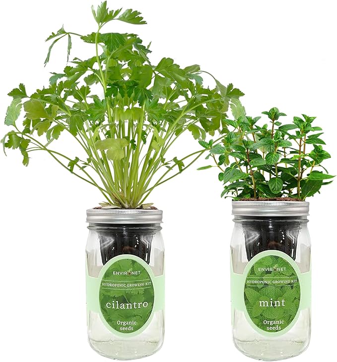 2-Pack Hydroponic Mason Jar Herb Garden Kit Indoor Herb Garden Self-Watering Starter Kit New Christmas Gift for Mom (CilantroMint)
