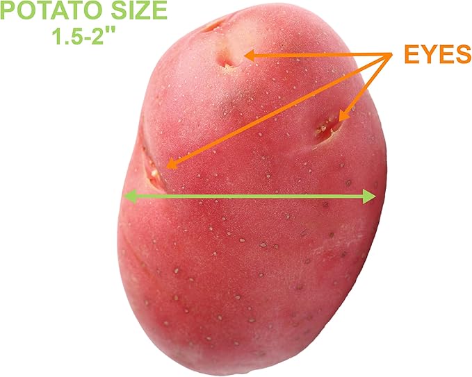 Garden State Bulb Red Norland Seed Potatoes for Planting Non-GMO (5LB Bag)