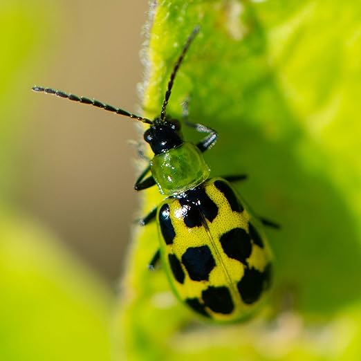 VivaTrap VT-103 Cucumber Beetle Trap &amp Lure (2 Pack)