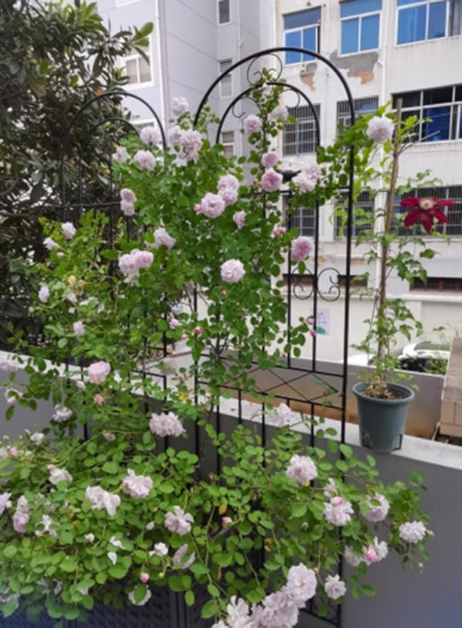 5.9/6.5/7.2ft Iron Garden Trellis Rustproof Sturdy Trellis for Patio Lawn Yard Backyard Wall Brackets(Color:GreenSize:200cm(6.5ft))