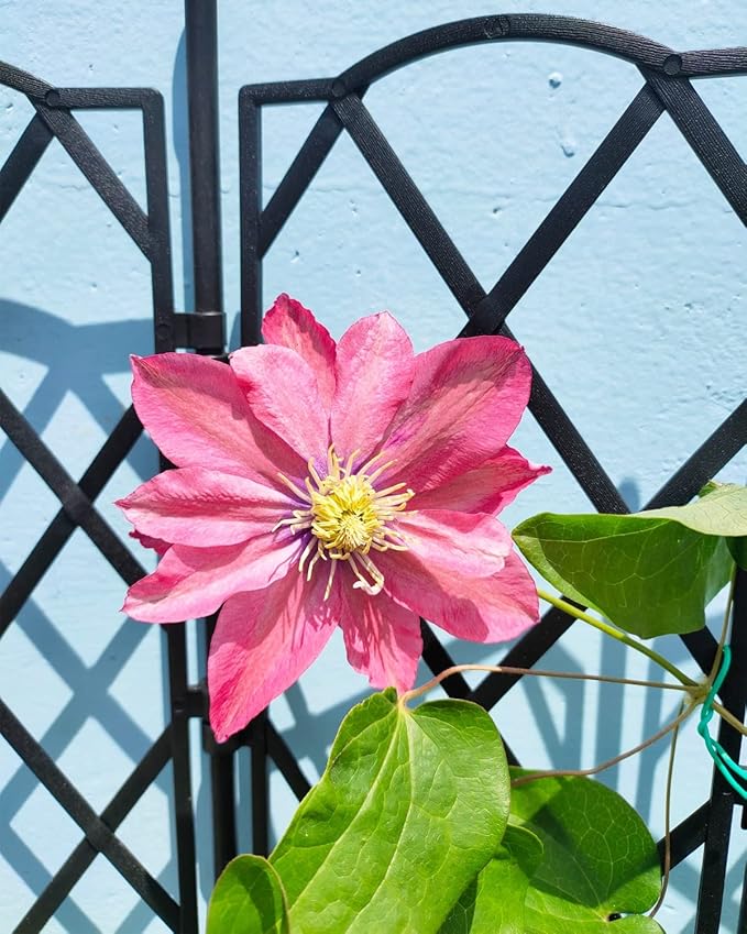 Garden Trellis for Climbing Plants Adjustable Plant Trellis Support Black Climbing Stand Rack for Vegetables Flowers Fruit (Size : 46.5x90cm/18.3x35.5in)