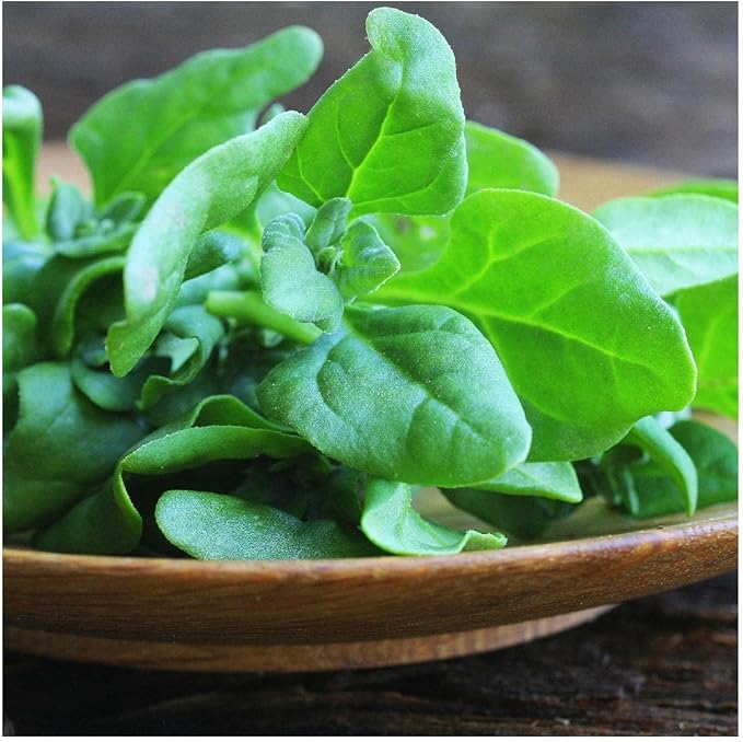 Everwilde Farms - 1 Lb New Zealand Spinach Seeds - Gold Vault