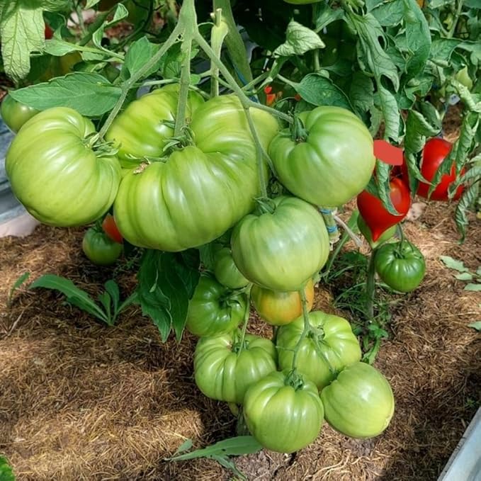 4 Tomato Plants in 4 Pot Beefsteak Tomato Plant 4-8 Tall Heirloom Vegetable Plant Live for Planting Outdoors Garden 2 Plants Each Pot