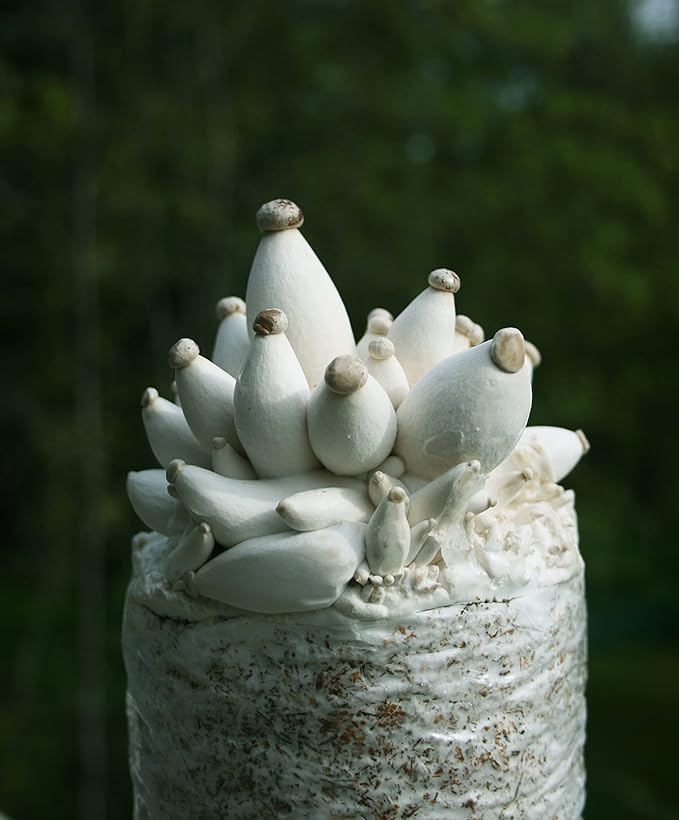 Root Mushroom Farm- -King Oyster Mushroom Grow Kit