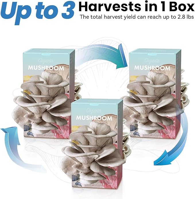 Organic Edible 4lbs Oyster Mushroom Growing Kit Made in USA Double-Side Mushroom Grow Kit Indoor Harvest Gourmet Mushrooms in 10 Days Top Gardening Gift Holiday Gift