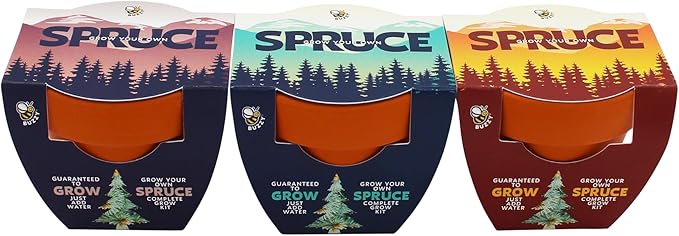 BUZZY Seeds Spruce Tree 12-Pack Mini Terracotta Grow Kits – Sustainable Tree Growing Kit Includes Everything to Sprout Evergreens Perfect for Earth Day Party Favors or Corporate Gifts