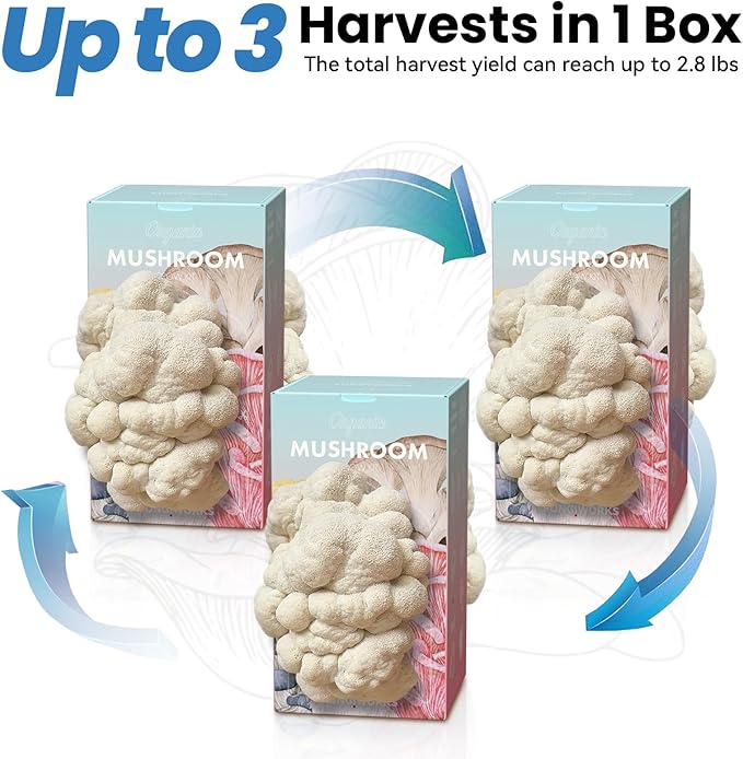 USA Organic 4lbs Lions Mane Mushroom Growing Kit Double-Side Mushroom Grow Kit Indoor Harvest Gourmet Mushrooms in 10 Days Top Gardening Gift Holiday Gift
