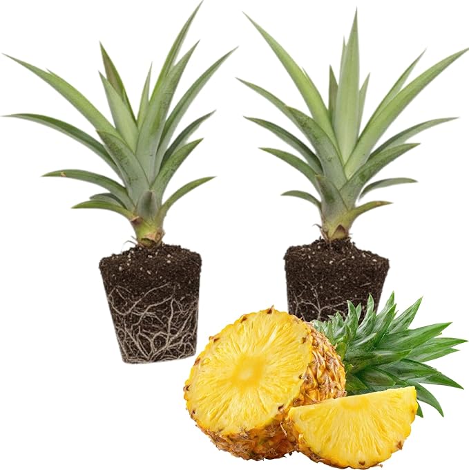 2 Elite Gold Pineapple Plants Pineapple Plants Live for Planting Sweet Pineapple Starters Plant for Home Garden and Containers