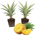 2 Elite Gold Pineapple Plants Pineapple Plants Live for Planting Sweet Pineapple Starters Plant for Home Garden and Containers