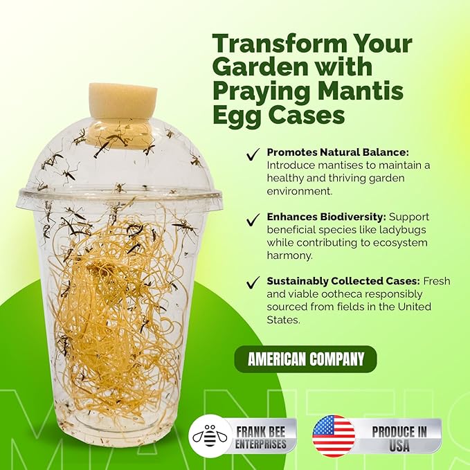 Praying Mantis Ootheca Egg Case with Hatching Habitat Cup (Five Egg Case) - Beneficial for Stem Education and Gardening Egg Case Produces Approximately up to 400 Baby Nymphs (T Sinensis)