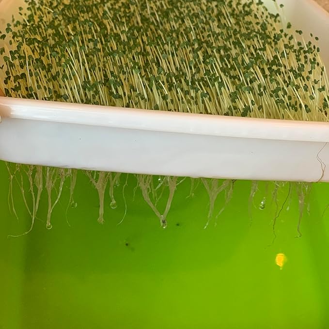 8 Pack Seed Sprouter Tray BPA Free Big Capacity Seed Germination Tray Healthy Wheatgrass Seeds Grower with Lid for Growing Bean Sprouts Cat Grass Wheat Grass Mung Beans