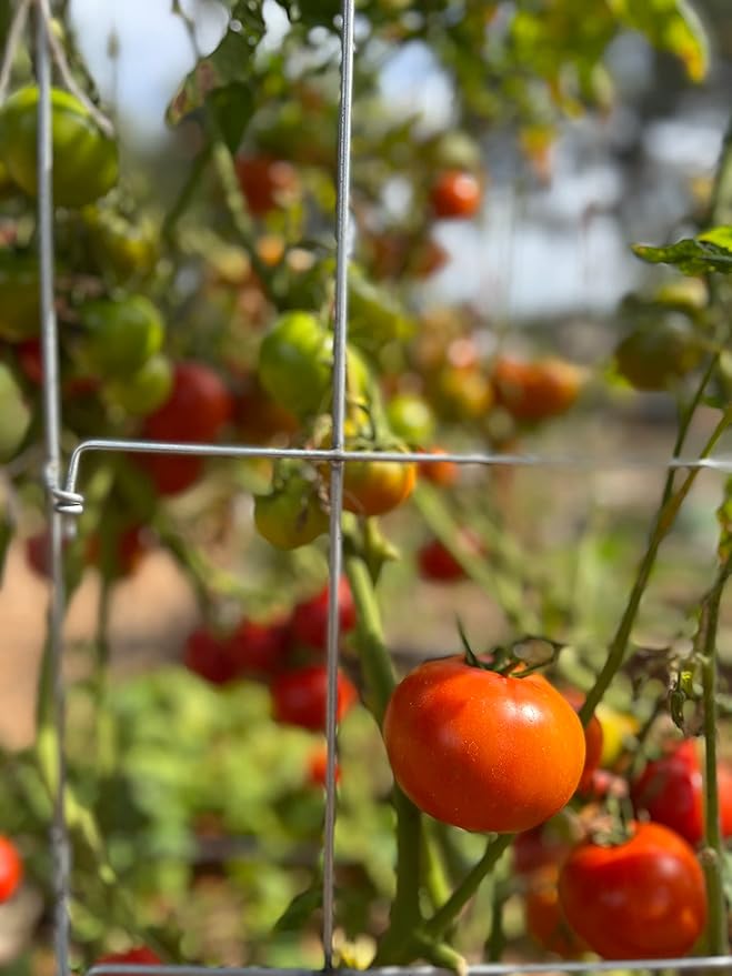 Happy Trees Large Heavy Duty Tomato Cages - Support Trellis for Climbing Vegetables and Plants - 18 x 18 x 58 - Thick Gauge Galvanized Steel Collapsible Easy Storage 3-Pack Made in USA