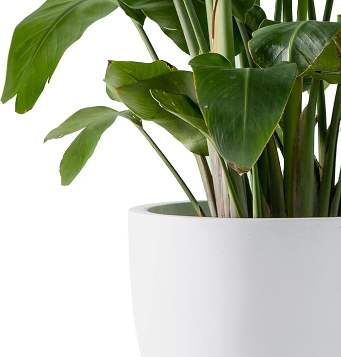 Kante 16.5 Dia Round Concrete Planter Large Outdoor Modern Indoor Decorative Plant Pots with Drainage Hole and Rubber Plug for Home and Garden Pure White
