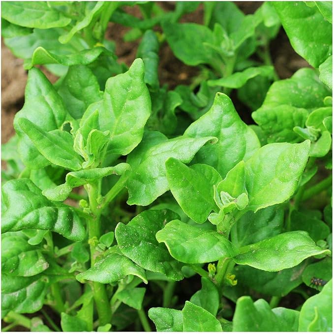 Everwilde Farms - 1 Lb New Zealand Spinach Seeds - Gold Vault
