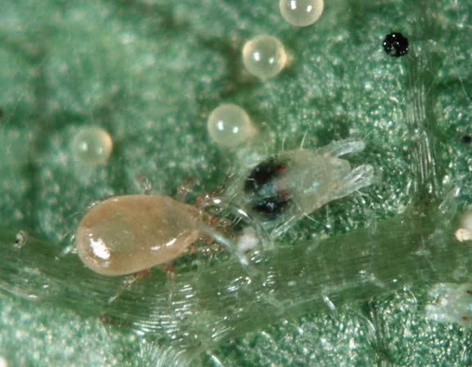 Neoseiulus californicus 25 sachets with 250 Mites