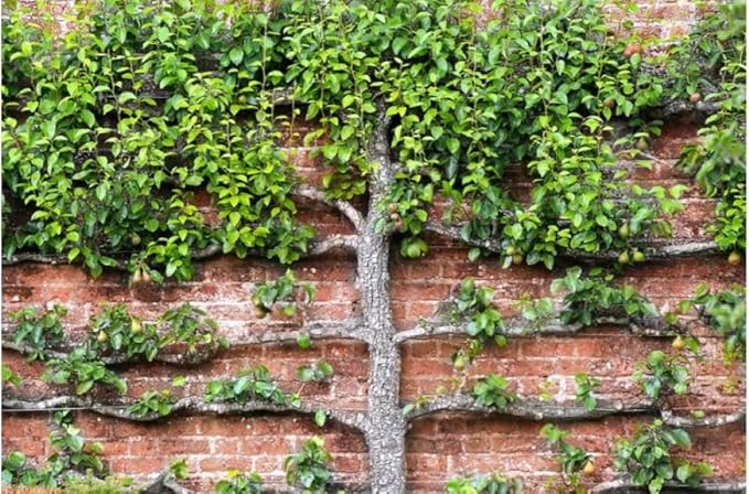 Espalar Surface Mounted Heavy Duty Universal Espalier/Trellis Kit for Climbing Plants Vines and greenwalls (Wire Included).