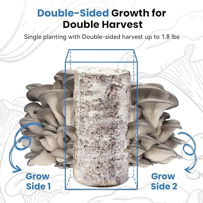 Organic Edible 4lbs Oyster Mushroom Growing Kit Made in USA Double-Side Mushroom Grow Kit Indoor Harvest Gourmet Mushrooms in 10 Days Top Gardening Gift Holiday Gift
