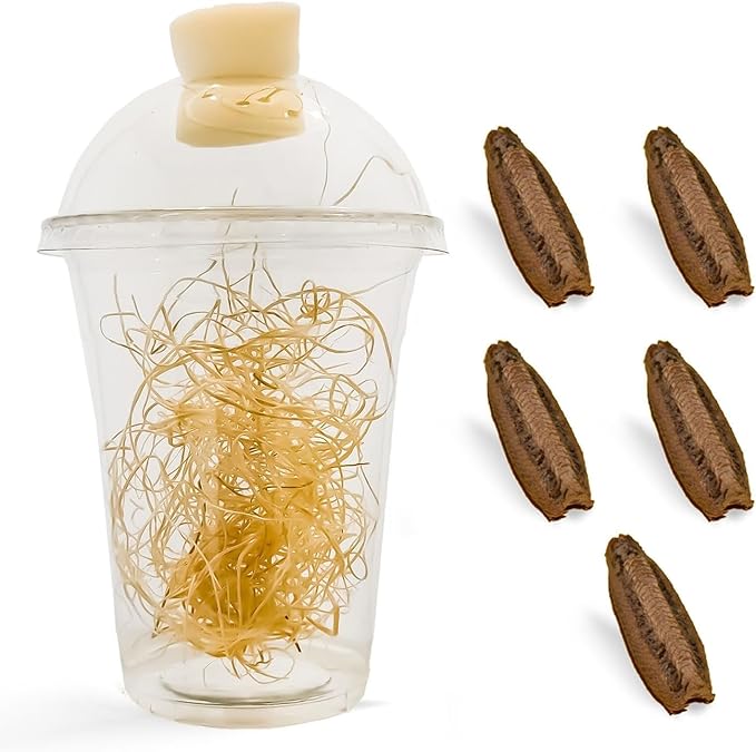 Carolina Praying Mantis Egg Cases Hatching Habitat Cup (Five Egg Cases) - Beneficial for Stem Education and Gardening Approximately 50 to 200 Baby Nymphs Praying mantises