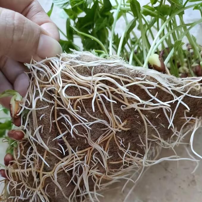 Vexillum Jute Microgreen Growing Mat Roll 2-Pack (5 x 197) – Natural Grow Pad for Microgreens Seed Sprouting &amp Hydroponic Trays