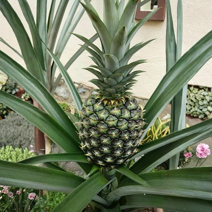 2 White Jade Pineapple Plants Pineapple Plants Live for Planting Sweet Pineapple Starters Plant for Home Garden and Containers