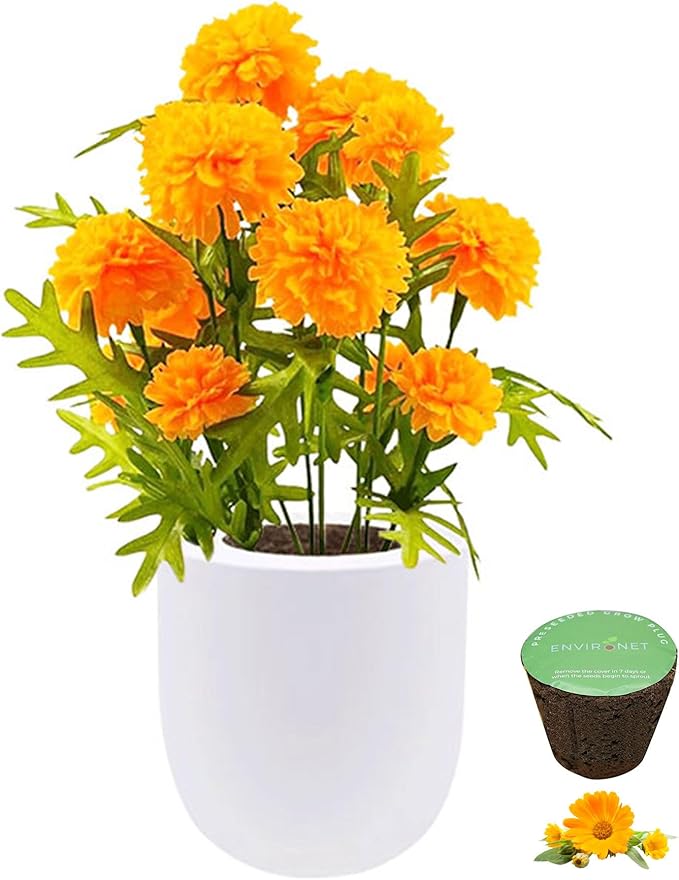 Hydroponic Growing Kit Self-Watering Garden Starter Kit with White Ceramic Pot and Seeds (Marigold)