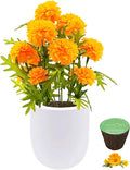 Hydroponic Growing Kit Self-Watering Garden Starter Kit with White Ceramic Pot and Seeds (Marigold)