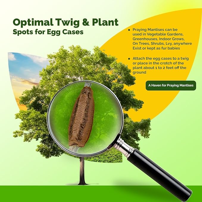 Carolina Praying Mantis Egg Cases Hatching Habitat Cup (Ten Egg Cases) - Beneficial for Stem Education and Gardening Approximately 50 to 200 Baby Nymphs Praying mantises