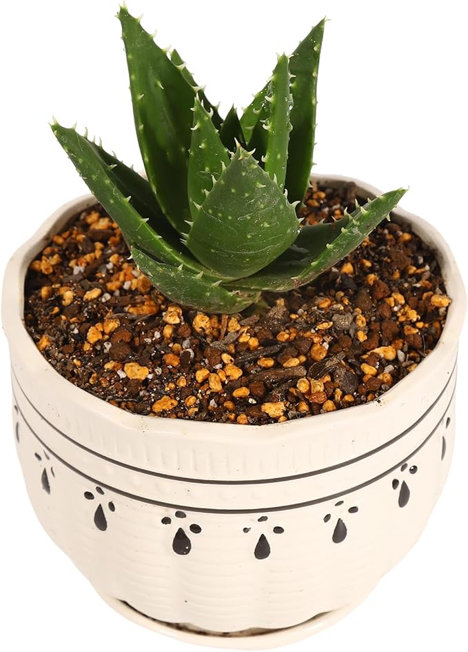 Japanese Cactus Succulent &amp Aloe Vera Potting Soil Mix - 6L Peat-Free