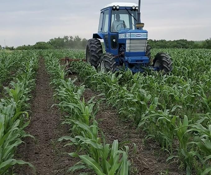 Open Pollinated Seed Corn - Minnesota 13 Organic Grown 5 Pound Direct from Seed Grower
