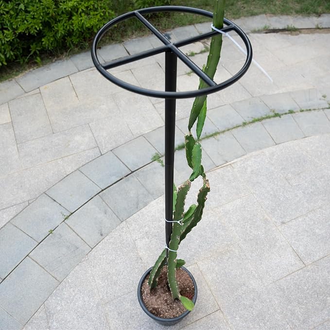 60-Inch Dragon Fruit Trellis - 2 Durable Metal Supports for Climbing Plants Easy to Assemble Outdoor Garden Trellis for Dragon Fruit Enthusiasts