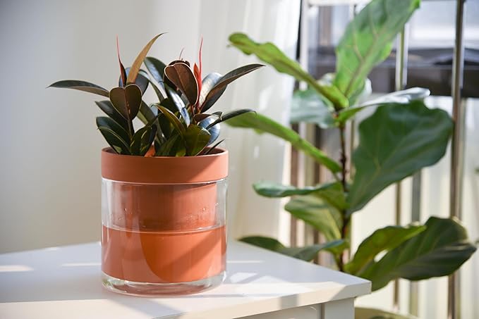 Phoenix Vine 6 Inch Self Watering Planter Pot Terracotta Clay Pot with Glass Reservoir for Indoor Plants Herbs Flowers Set of 2 52-A-F-2