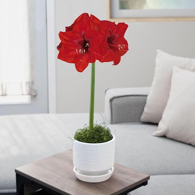 Chalily Amaryllis Potting Soil Perfect Planting Indoor &amp Outdoor House Tropical Mix Well Draining Houseplant Gardening Dirt Flower Paperwhites Hyacinth Premium Garden Poting (16 qt)
