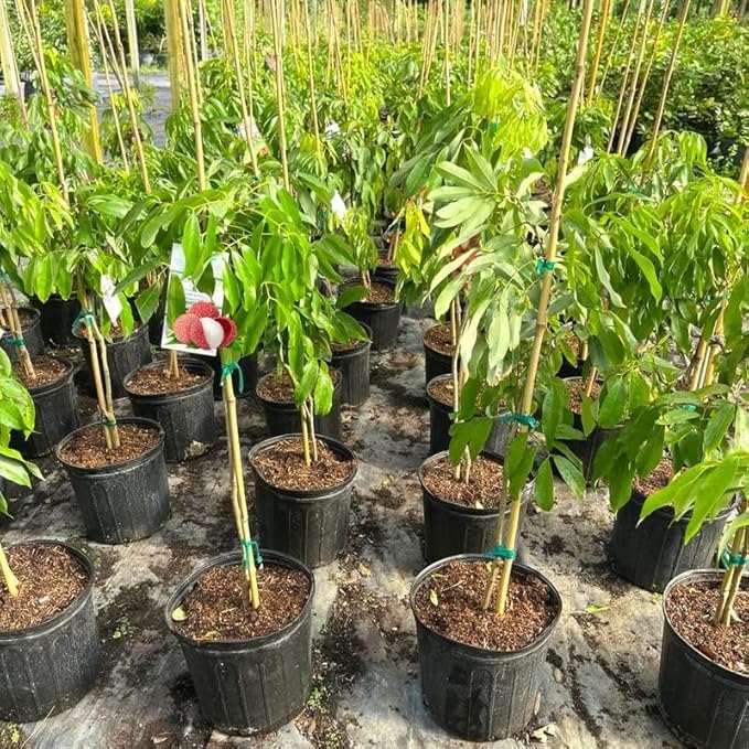 GARDENERA Premium Lychee Potting Soil Mix - Perfect Balance of Nutrients Drainage and Aeration for Thriving Lychee Trees - 5 Quart