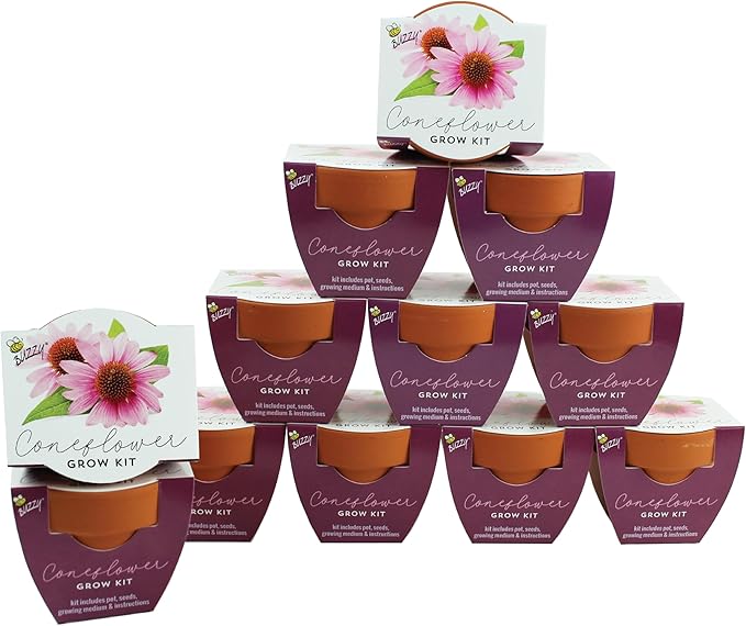 BUZZY Seeds Coneflower Mini Grow Pots 12-Pack – Terracotta Flower Starter Kit DIY Gardening Project Indoor-Outdoor Plant Gift