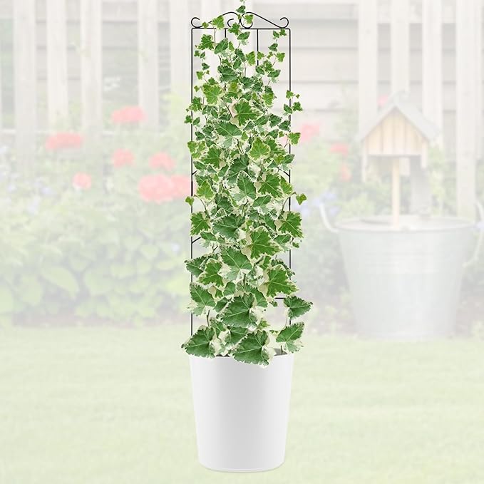 4 Pack 32'' Plant Trellis Indoor - Metal Trellis for Climbing Plants Indoor Garden Trellis for Climbing Plants Outdoor Houseplants Flowers Vine Ivy Rectangular Shape Black