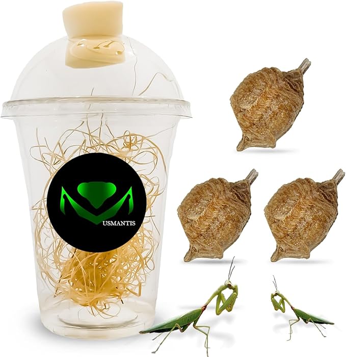 Chinese Praying Mantis Ootheca Egg Case with Hatching Habitat Transparent Cup - Three Egg Case - Beneficial for Stem Education and Gardening Egg Case Produces Approximately up to 400 Baby Nymphs