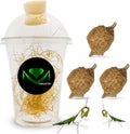 Chinese Praying Mantis Ootheca Egg Case with Hatching Habitat Transparent Cup - Three Egg Case - Beneficial for Stem Education and Gardening Egg Case Produces Approximately up to 400 Baby Nymphs